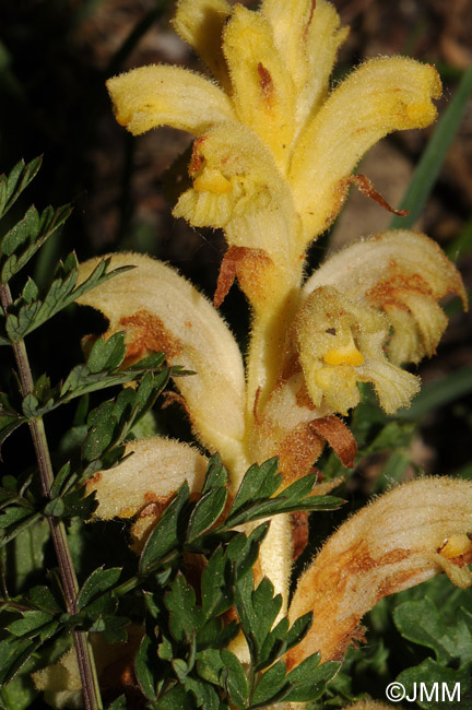 Orobanche bartlingii