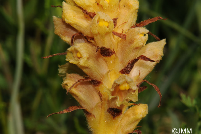 Orobanche bartlingii