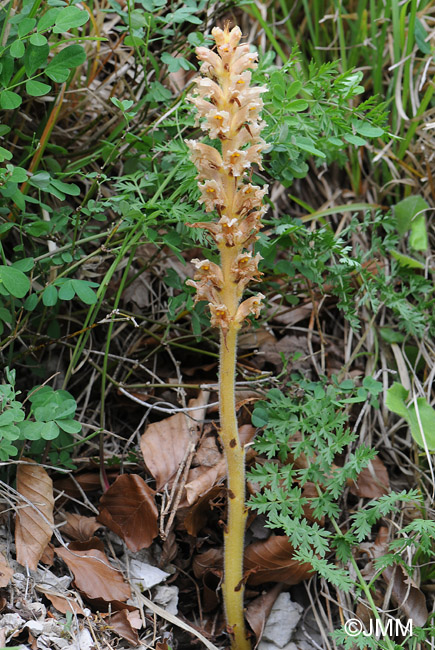 Orobanche bartlingii