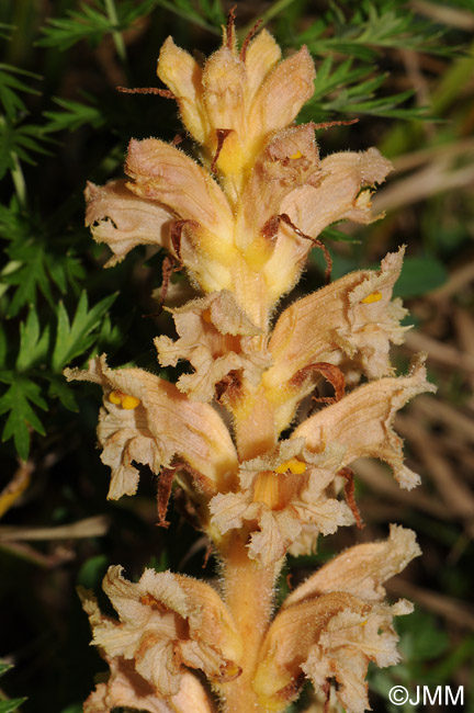 Orobanche bartlingii