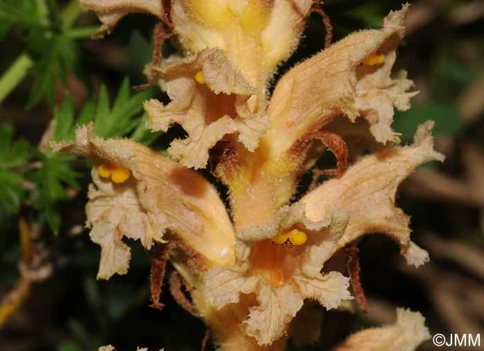 Orobanche bartlingii