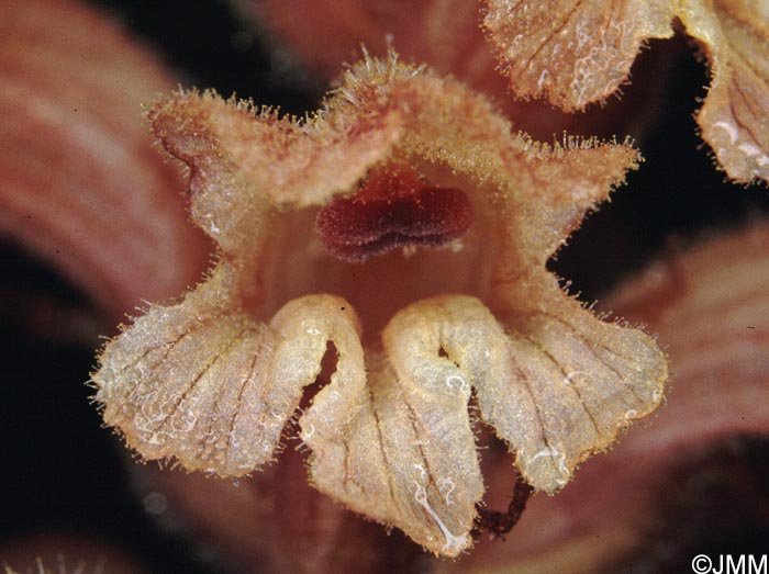 Orobanche caryophyllacea