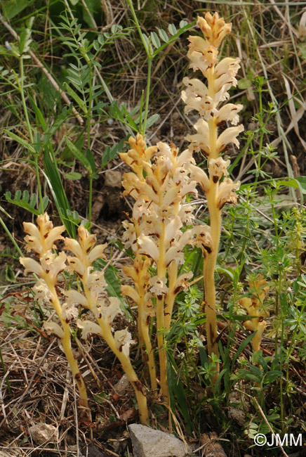 Orobanche caryophyllacea