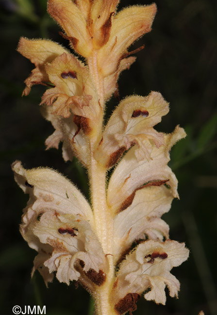 Orobanche caryophyllacea