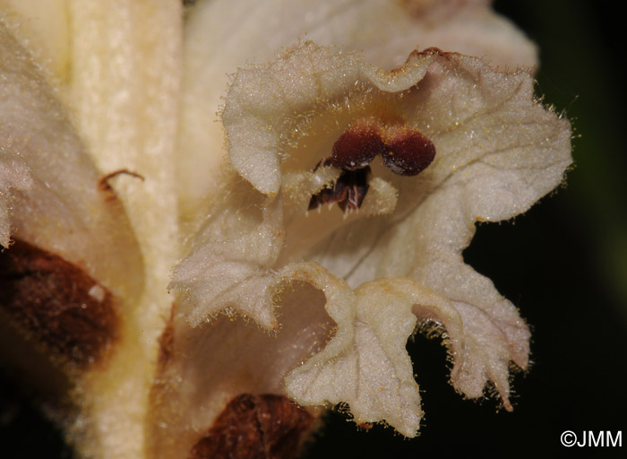 Orobanche caryophyllacea