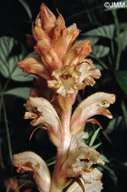 Orobanche caryophyllacea