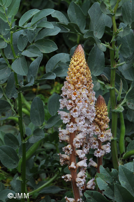 Orobanche crenata