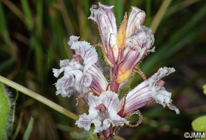 Orobanche crenata