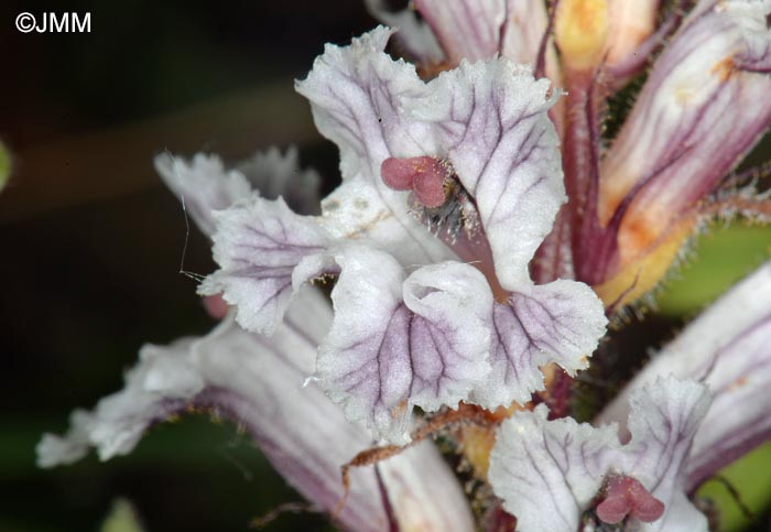 Orobanche crenata