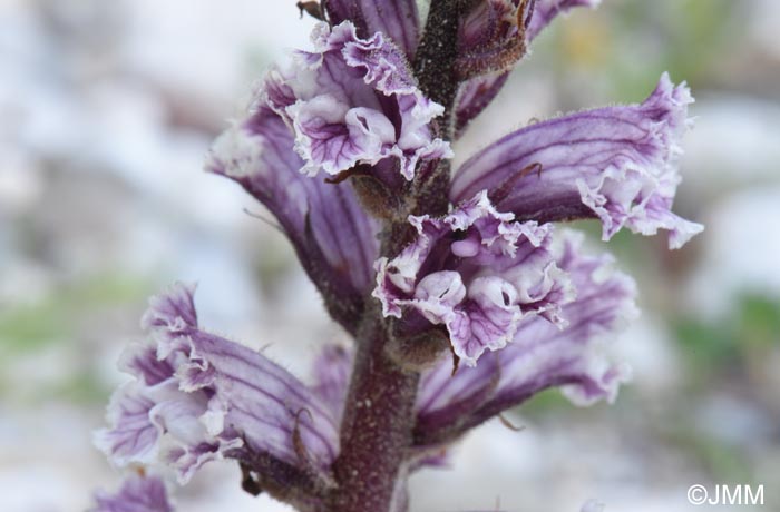 Orobanche crenata
