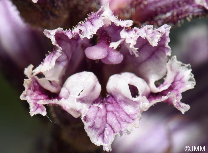 Orobanche crenata