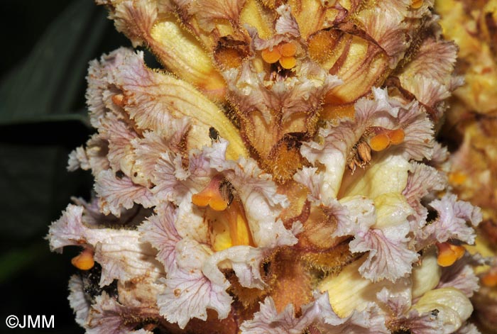 Orobanche crenata