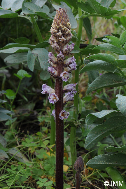 Orobanche crenata