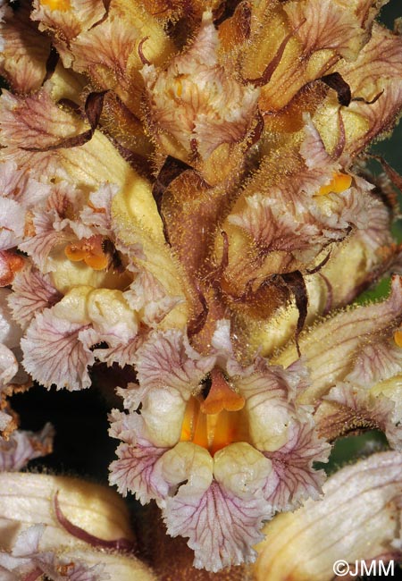 Orobanche crenata