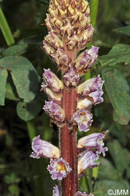 Orobanche crenata