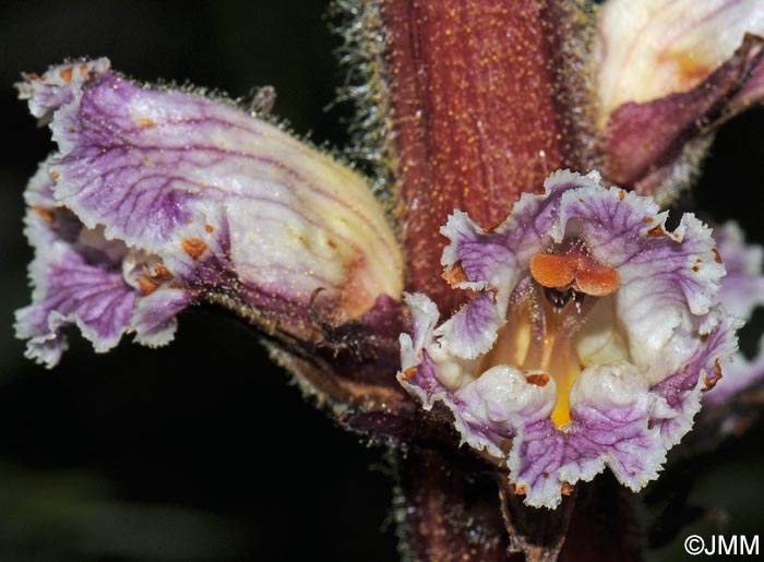 Orobanche crenata