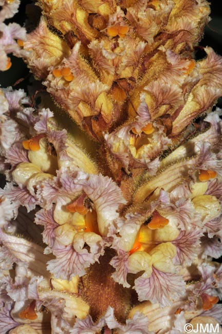 Orobanche crenata