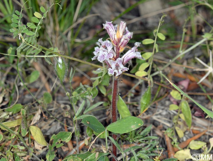 Orobanche crenata