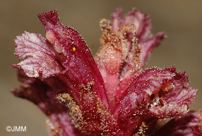 Orobanche cypria