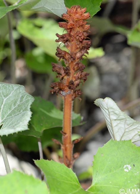 Orobanche flava