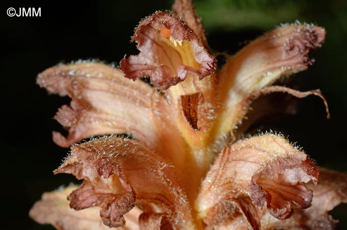 Orobanche flava