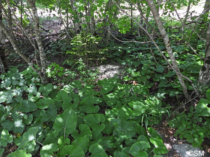 Orobanche flava : biotope