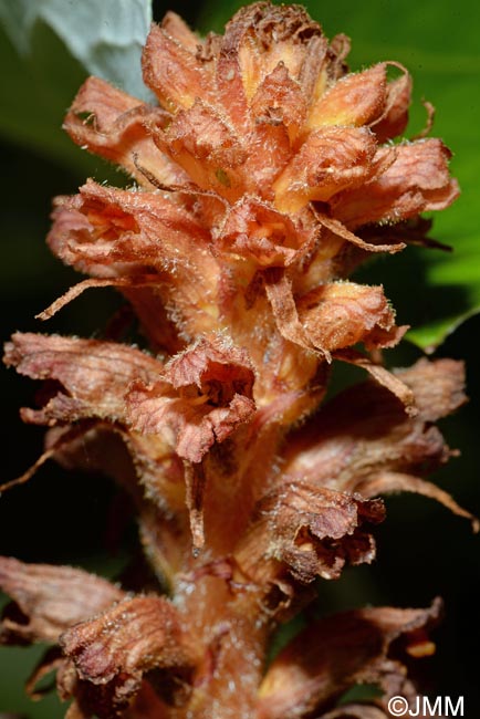 Orobanche flava