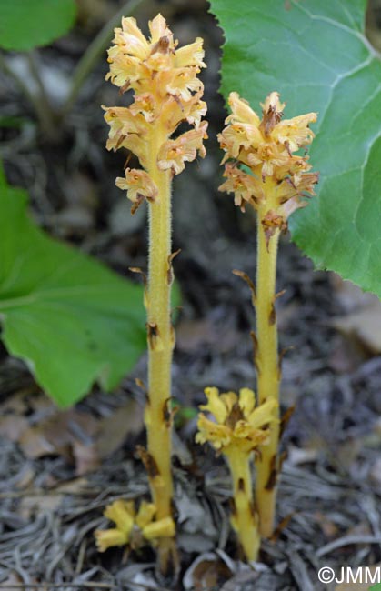 Orobanche flava