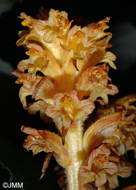 Orobanche flava