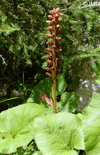 Orobanche flava