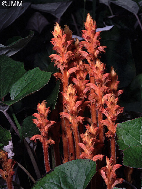 Orobanche flava