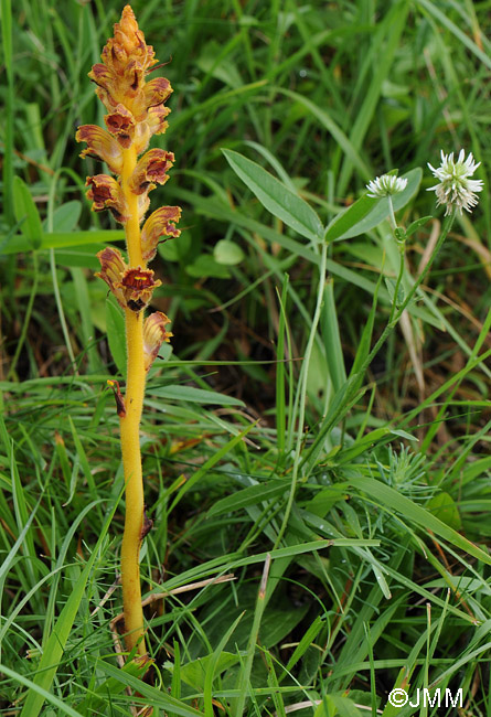 Orobanche gracilis sur Trifolium montanum