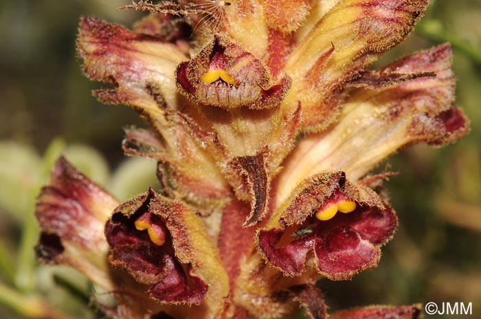 Orobanche gracilis