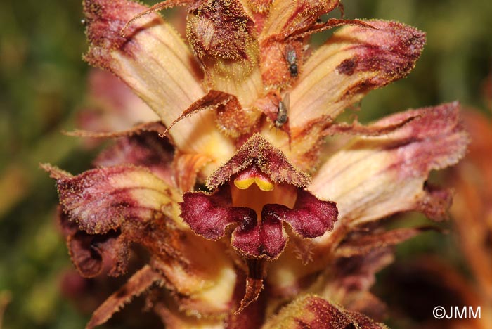 Orobanche gracilis