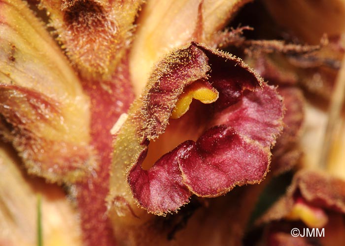 Orobanche gracilis