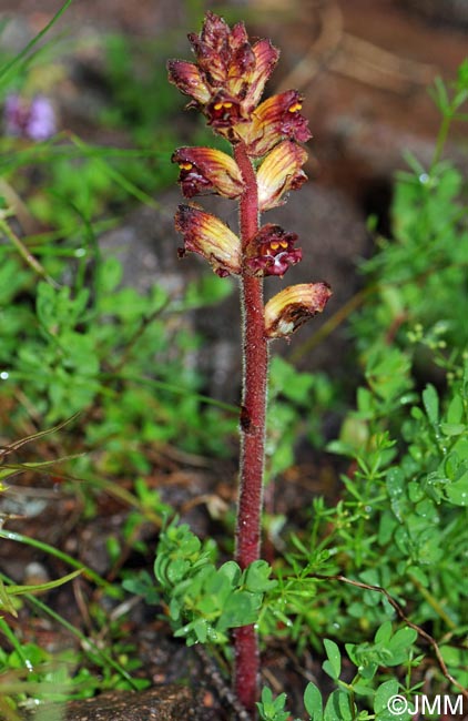 Orobanche gracilis