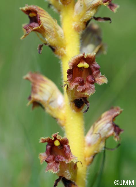 Orobanche gracilis