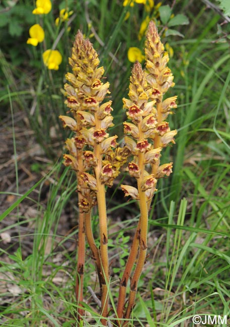 Orobanche gracilis