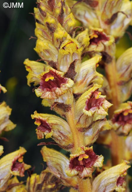 Orobanche gracilis