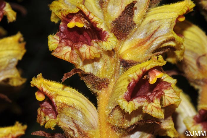 Orobanche gracilis