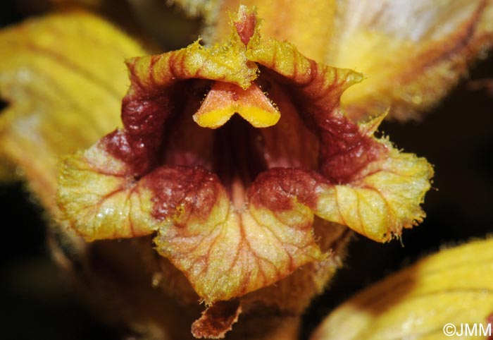 Orobanche gracilis