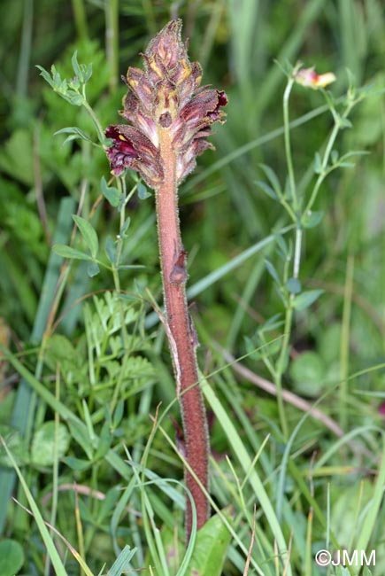 Orobanche gracilis