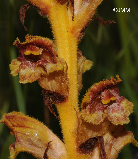 Orobanche gracilis