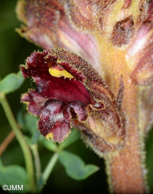 Orobanche gracilis