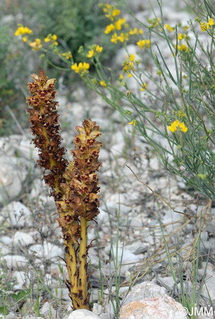 Orobanche gracilis