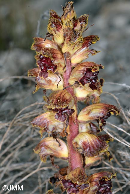 Orobanche gracilis