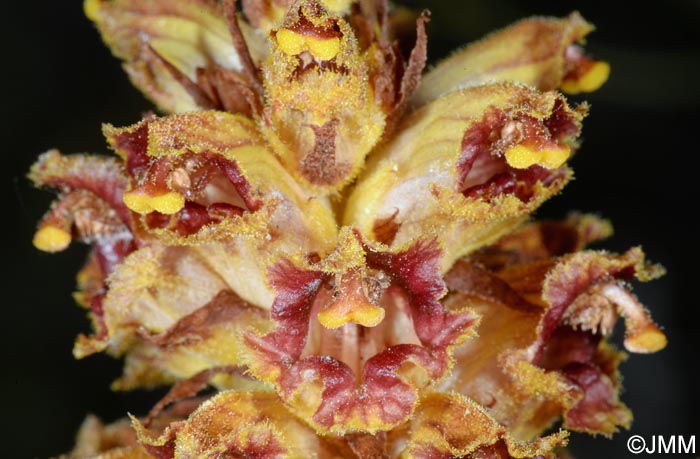 Orobanche gracilis