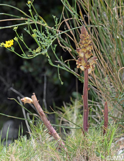 Orobanche gracilis