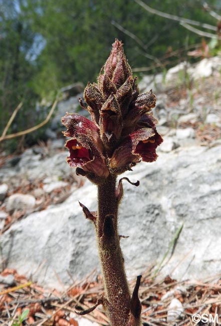 Orobanche gracilis