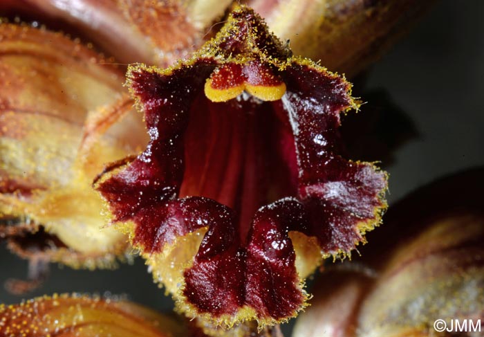 Orobanche gracilis